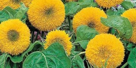 Mladunče medvjedića suncokreta: fotografija, kada saditi, sadnja i njega